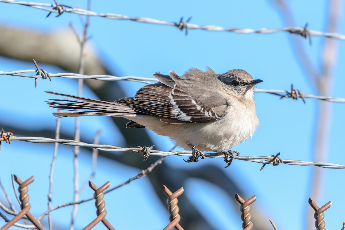 Northern Mockingbird - ML617931266