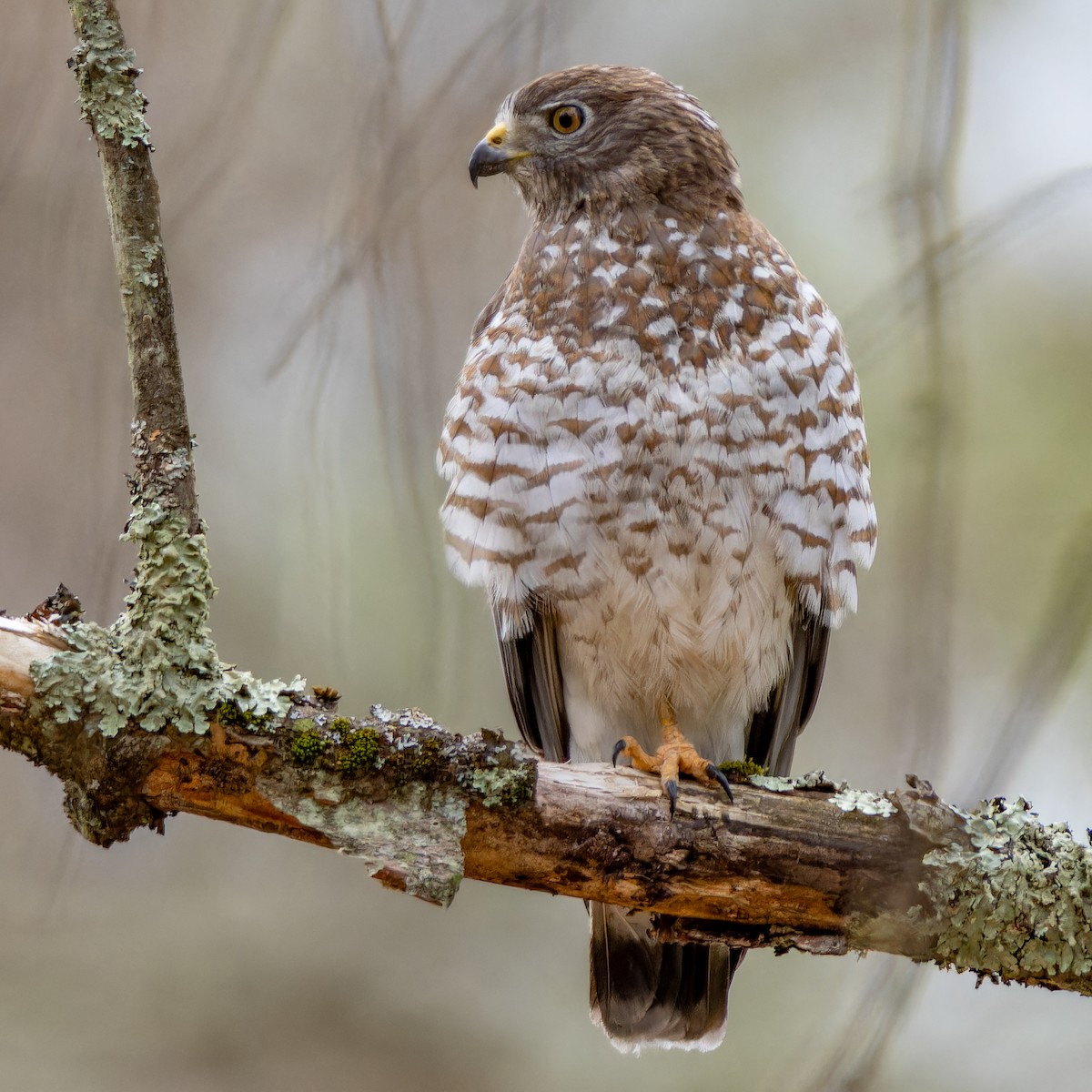 Broad-winged Hawk - Matt Tarr