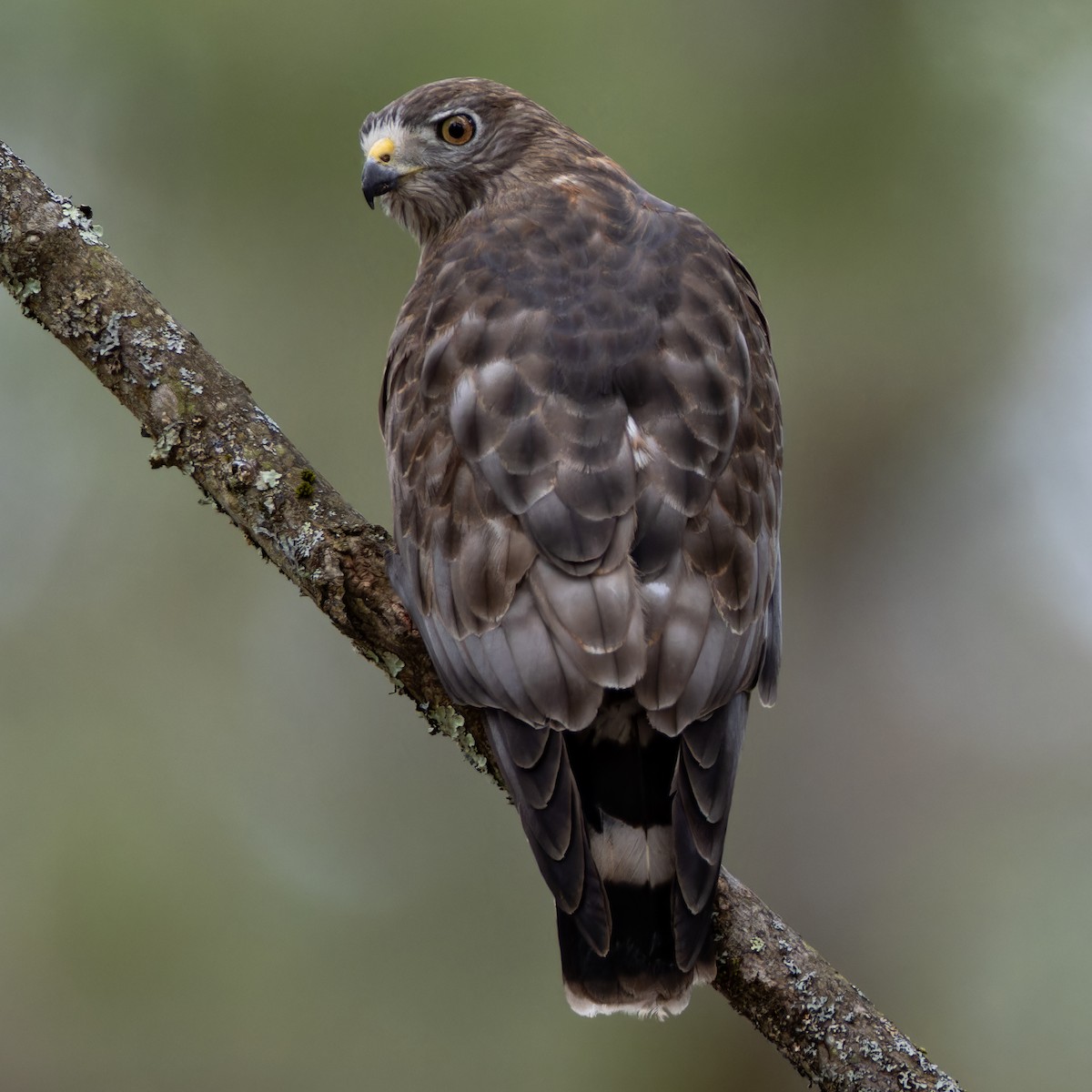 Broad-winged Hawk - Matt Tarr