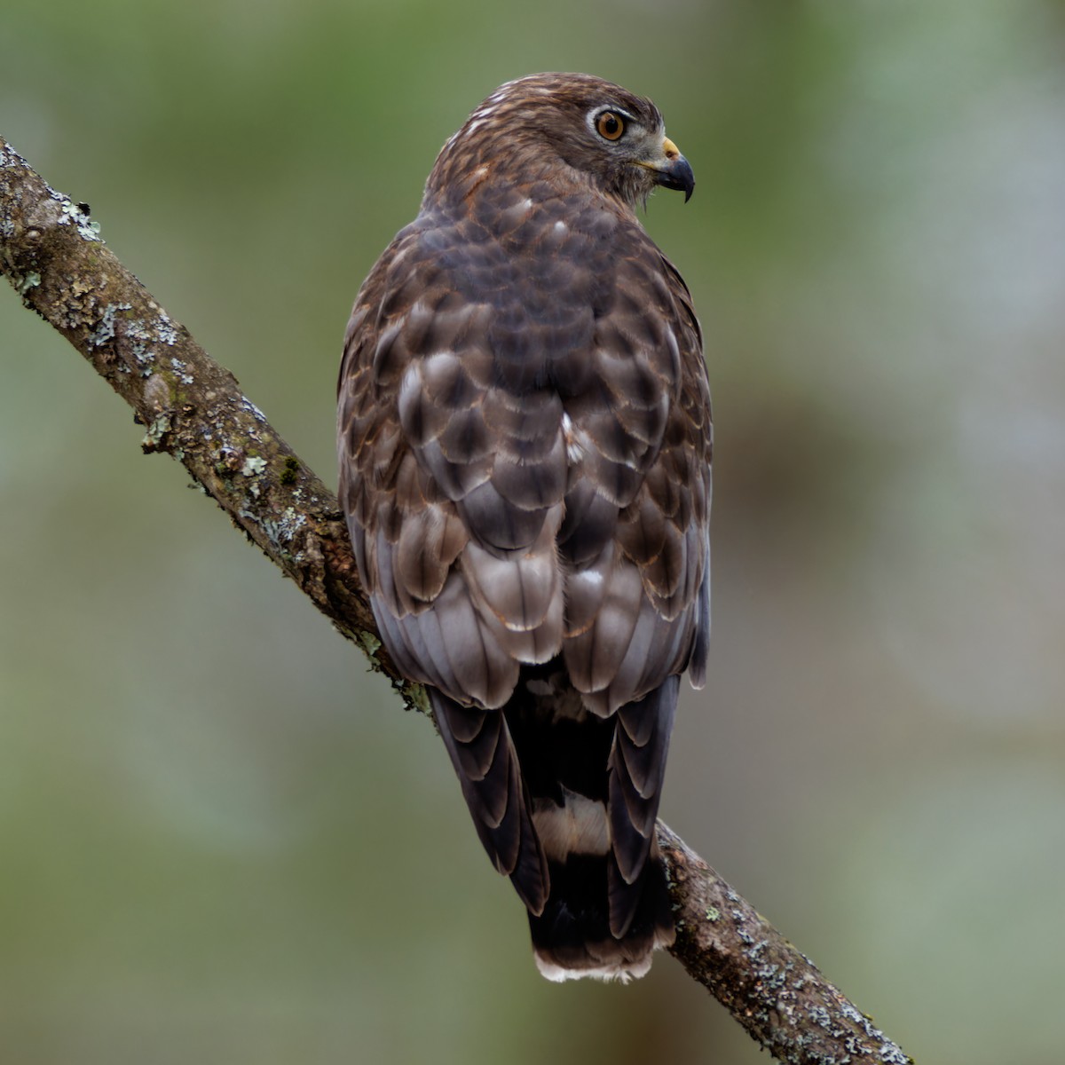 Broad-winged Hawk - Matt Tarr