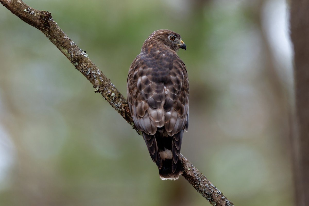 Broad-winged Hawk - ML617931272