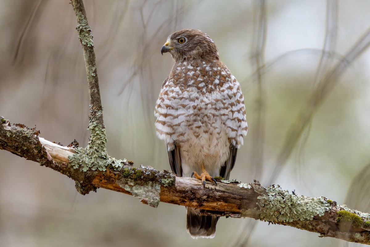 Broad-winged Hawk - ML617931273