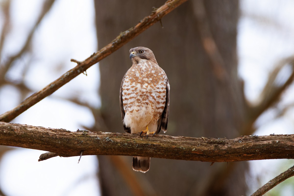 Broad-winged Hawk - Matt Tarr