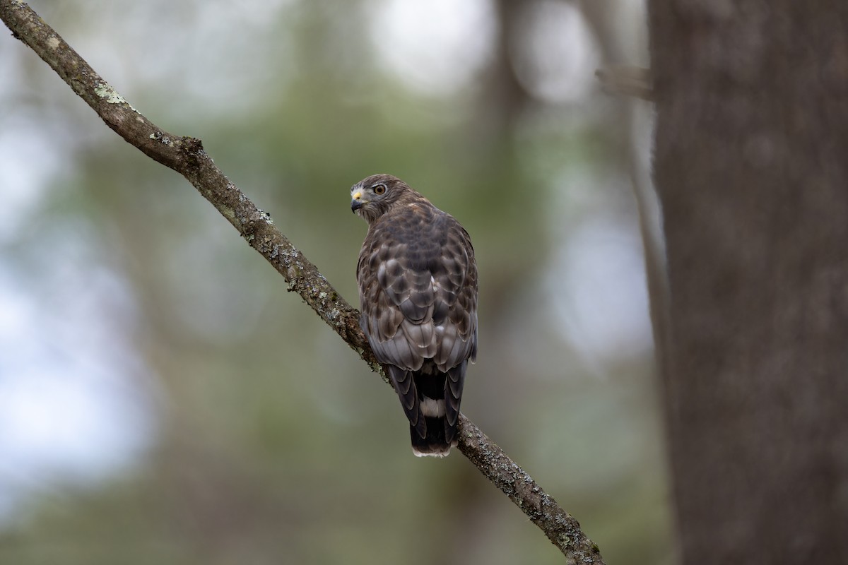 Broad-winged Hawk - Matt Tarr