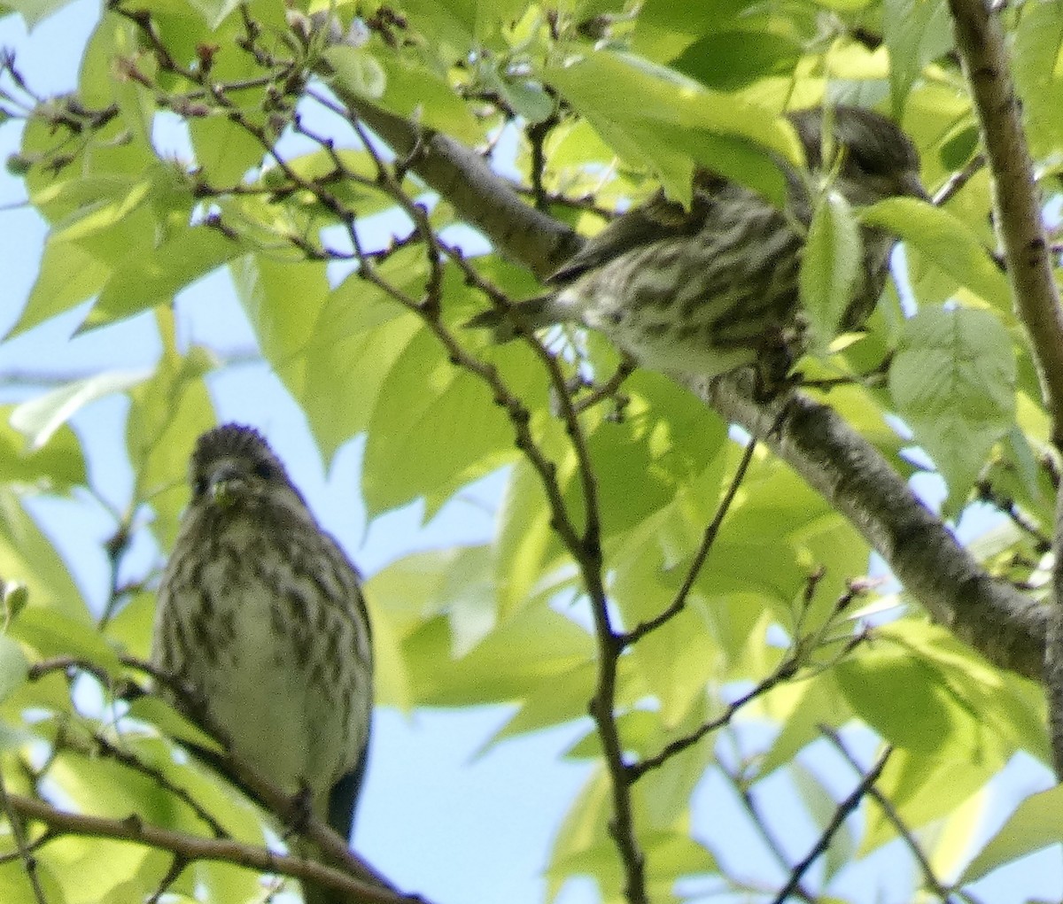 Purple Finch - ML617931280