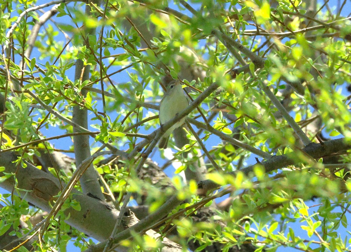 Warbling Vireo - ML617931304