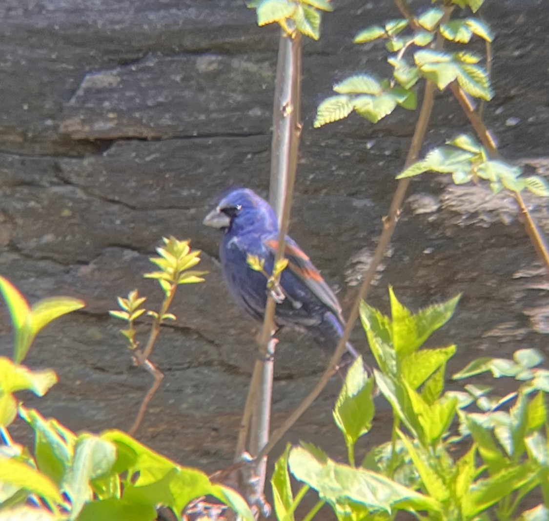 Blue Grosbeak - ML617931309