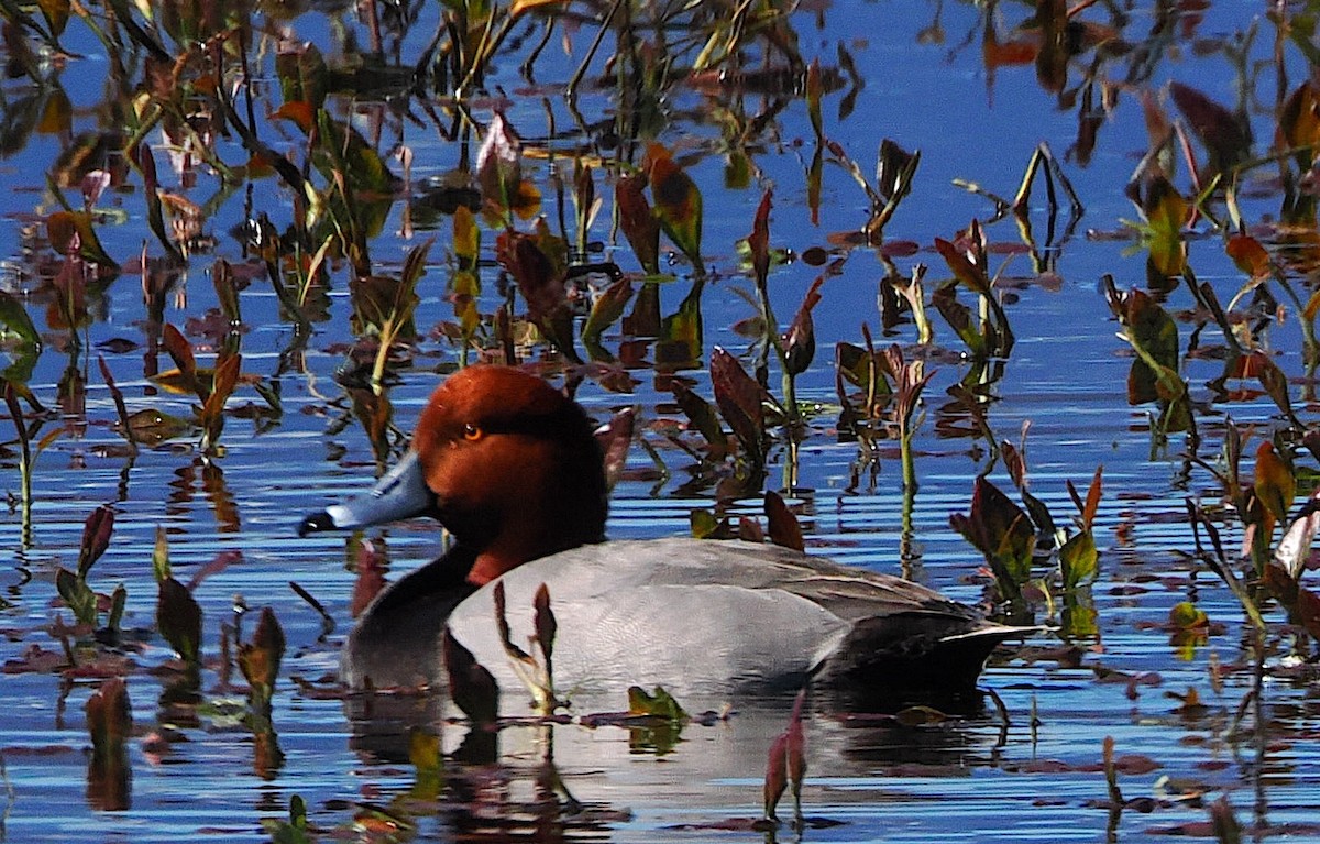 Fuligule à tête rouge - ML617931318