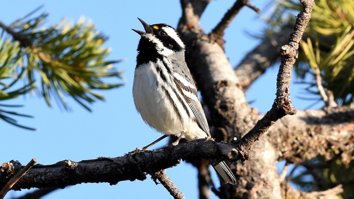 Black-throated Gray Warbler - Ryan Claar