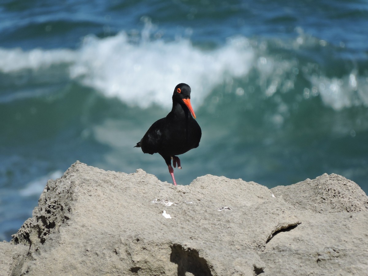 African Oystercatcher - ML617931347