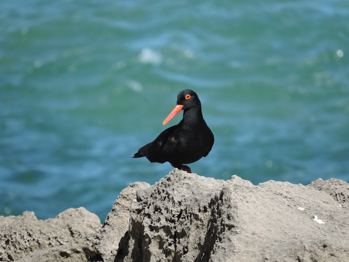 African Oystercatcher - ML617931348