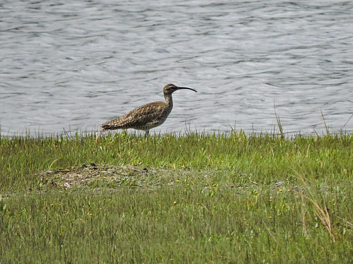 Regenbrachvogel - ML617931362