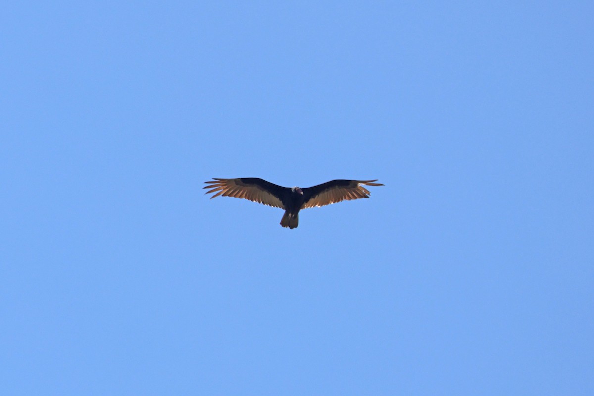 Turkey Vulture - Larry Van Buren