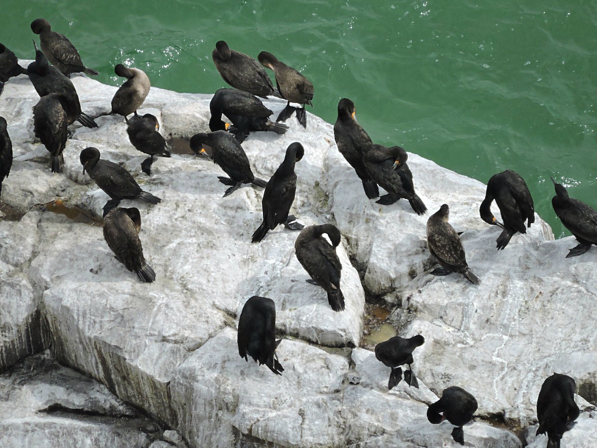 Cape Cormorant - Andrew Cauldwell