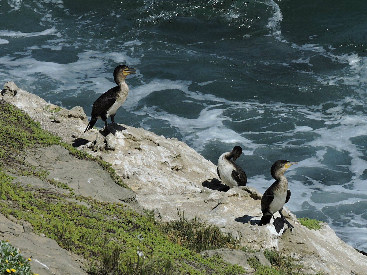 Great Cormorant - ML617931388