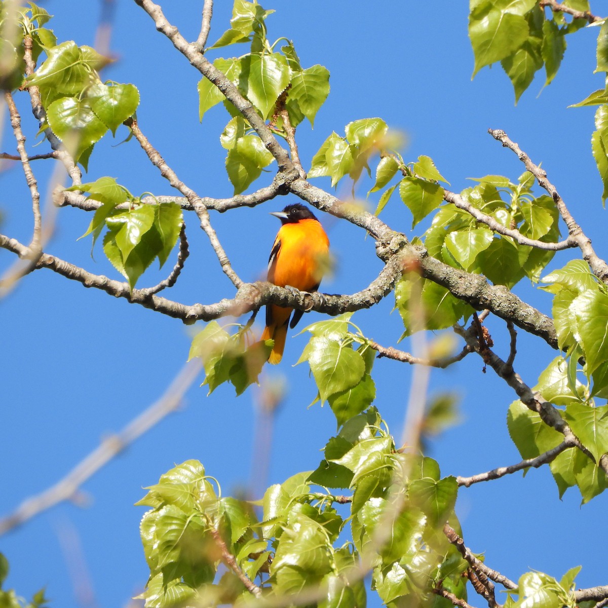 Baltimore Oriole - ML617931395