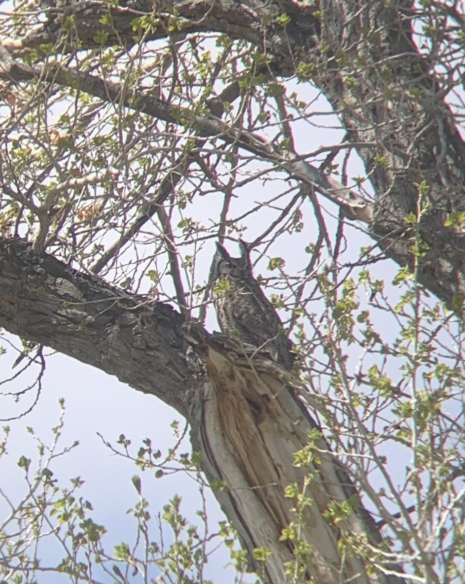 Great Horned Owl - Nathan Datsko