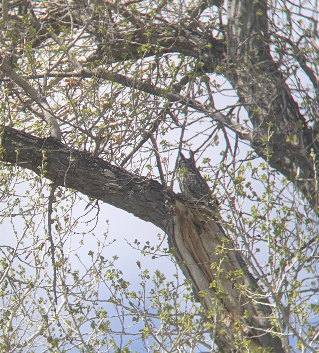 Great Horned Owl - Nathan Datsko