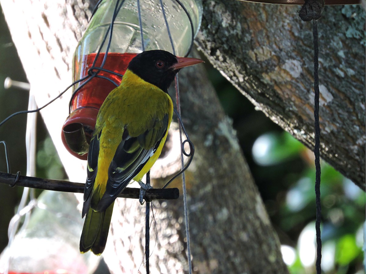 African Black-headed Oriole - Andrew Cauldwell