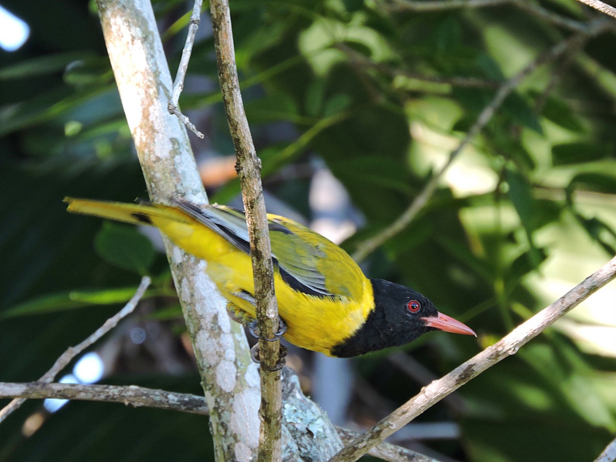 African Black-headed Oriole - ML617931461