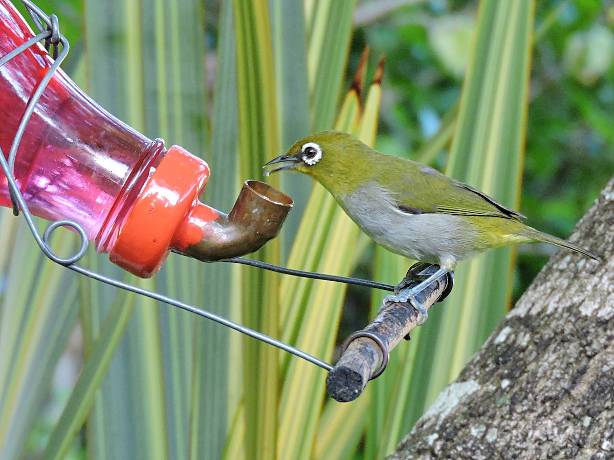 Cape White-eye - ML617931480