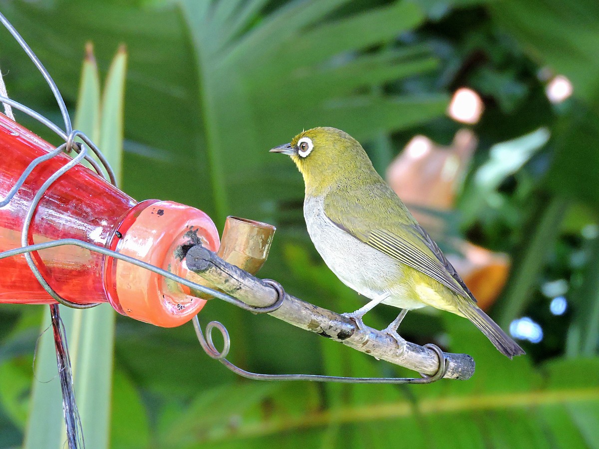 Cape White-eye - ML617931481