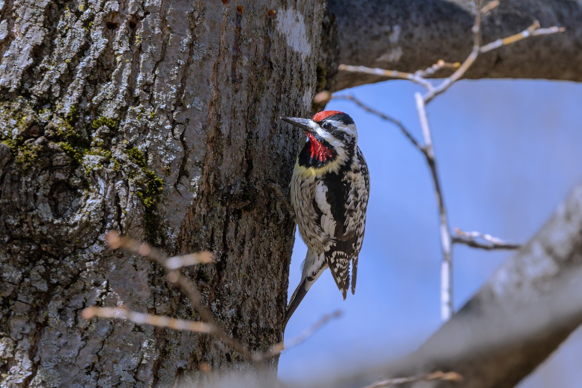 Yellow-bellied Sapsucker - ML617931494