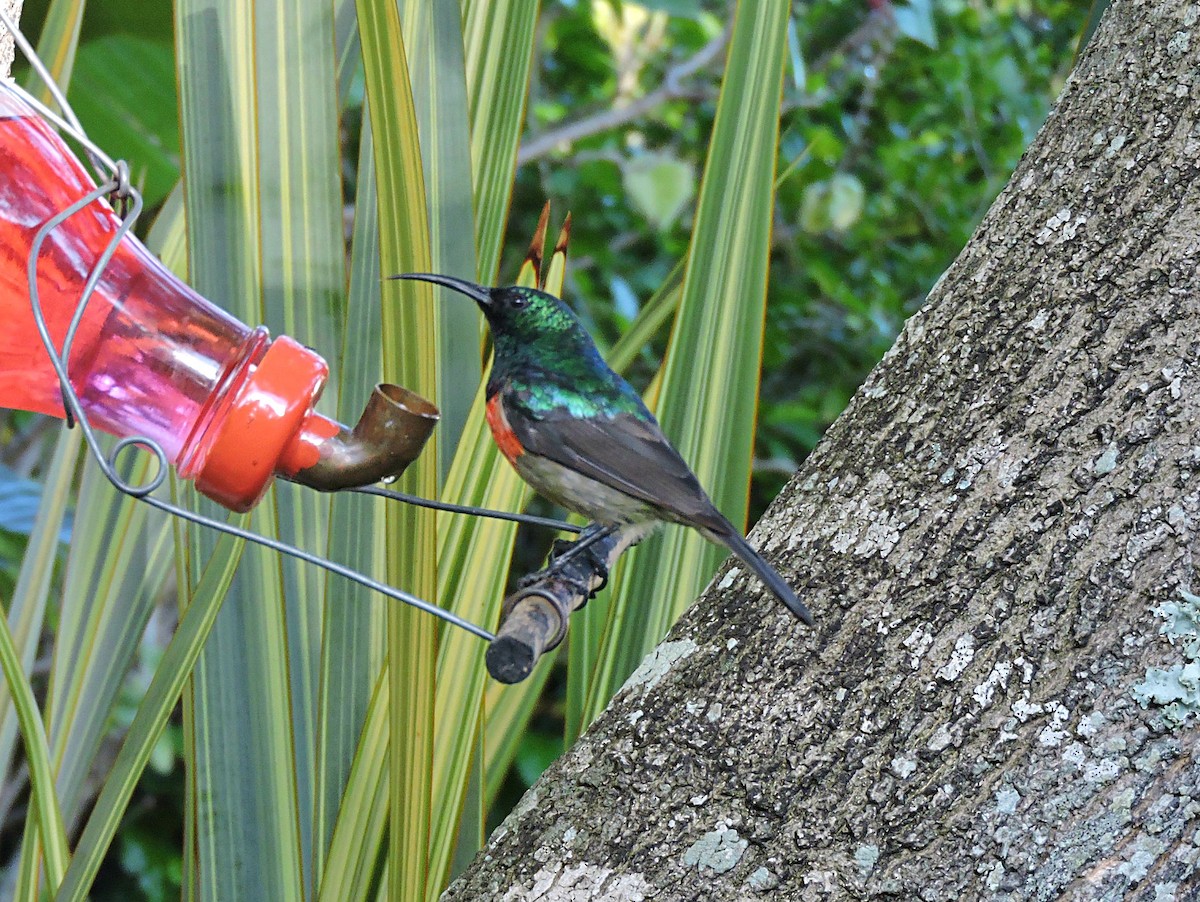 Greater Double-collared Sunbird - Andrew Cauldwell