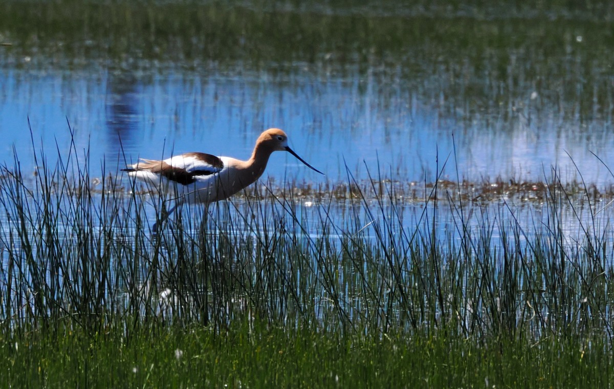 Avoceta Americana - ML617931546