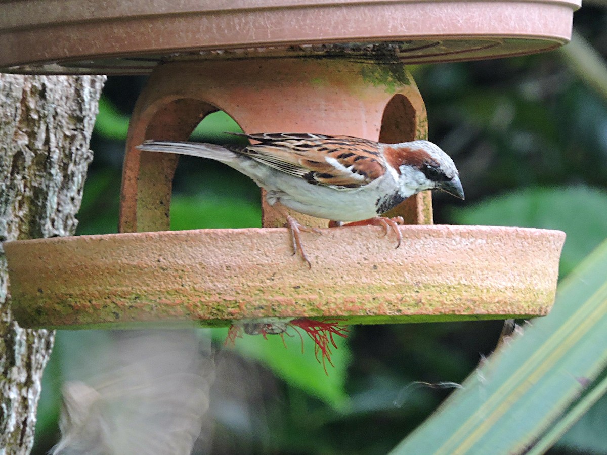 House Sparrow - ML617931561