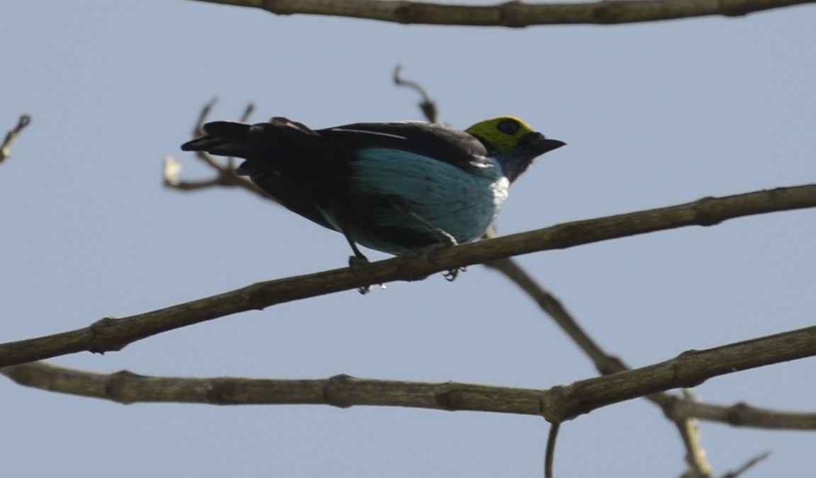 Paradise Tanager - Spencer Vanderhoof