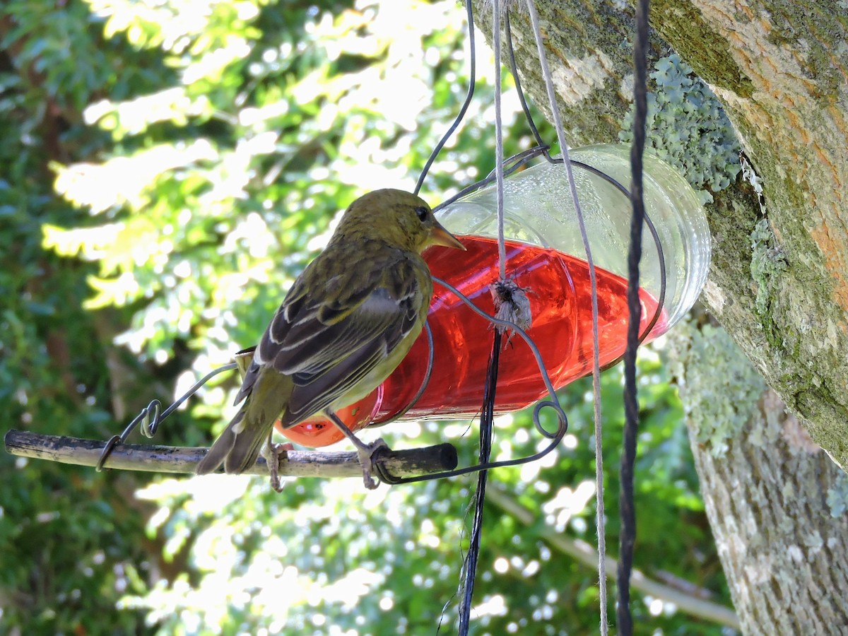 Cape Weaver - Andrew Cauldwell