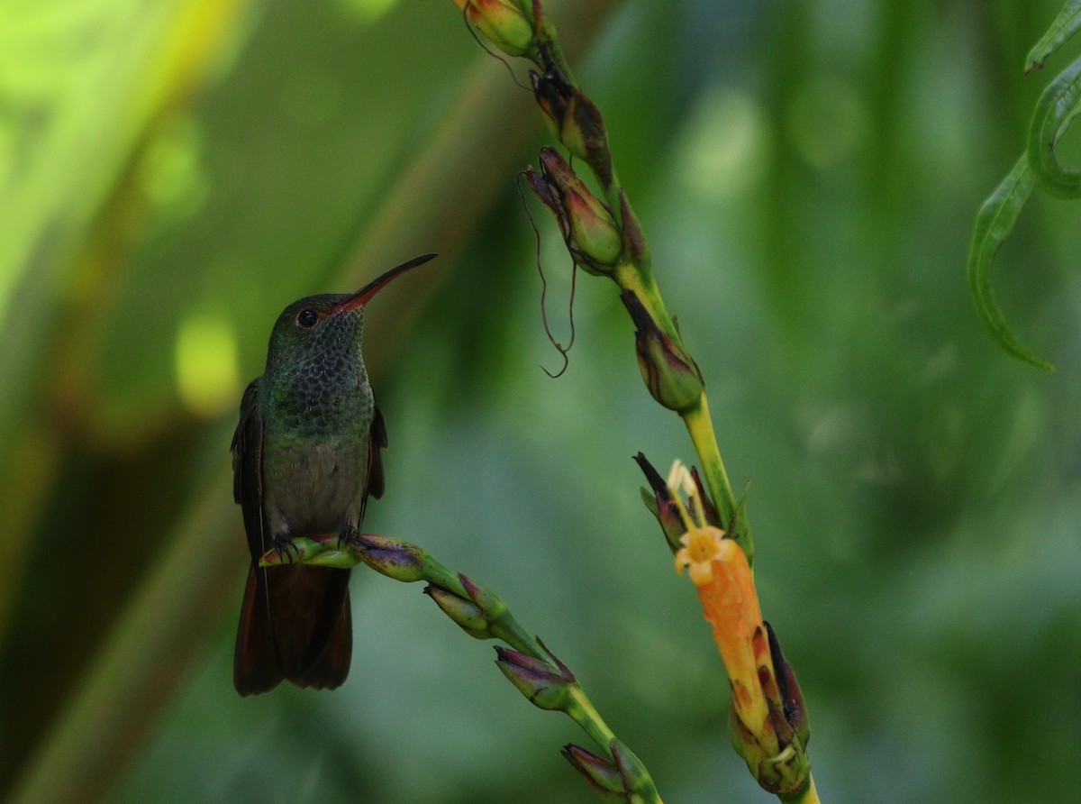 Rufous-tailed Hummingbird - ML617931605