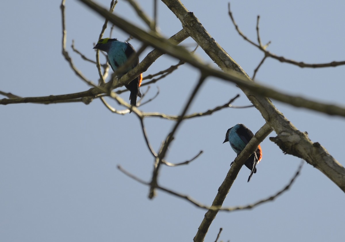 Paradise Tanager - Spencer Vanderhoof