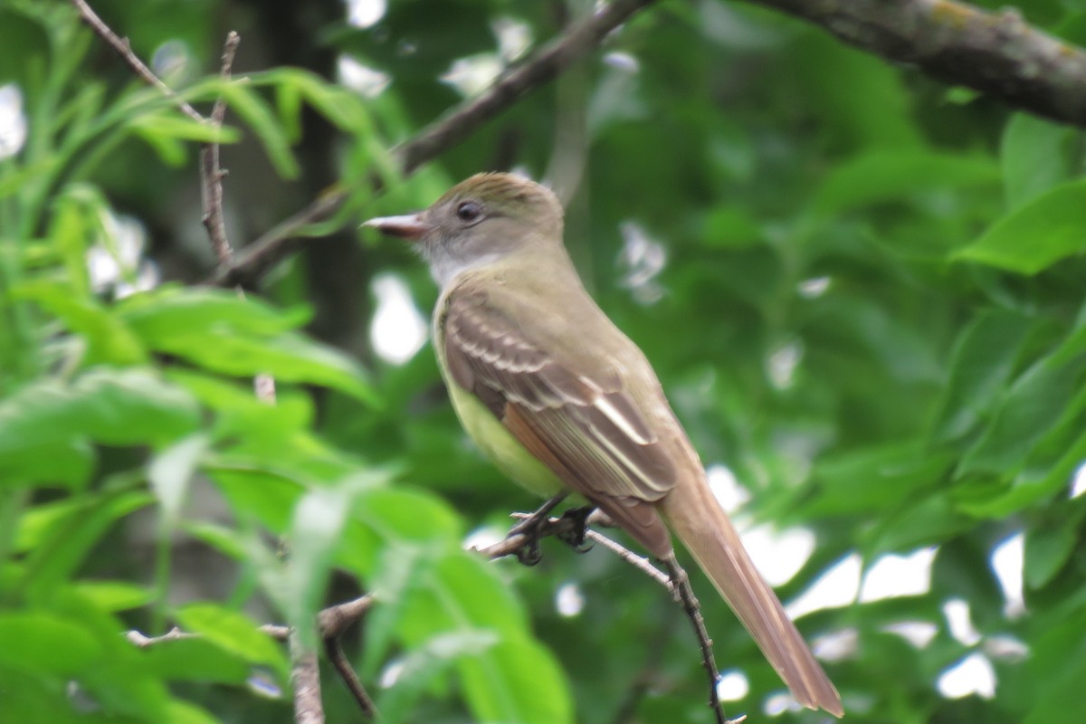 Great Crested Flycatcher - ML617931619