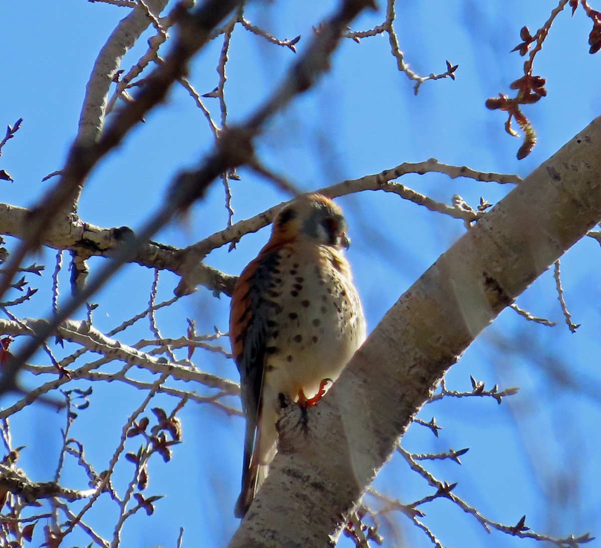 American Kestrel - ML617931654