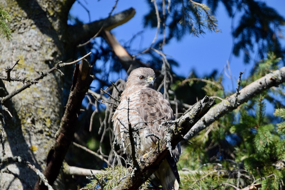 Broad-winged Hawk - ML617931668