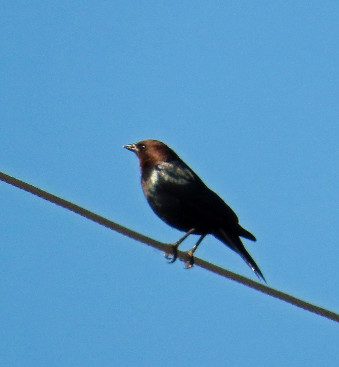 Brown-headed Cowbird - ML617931671