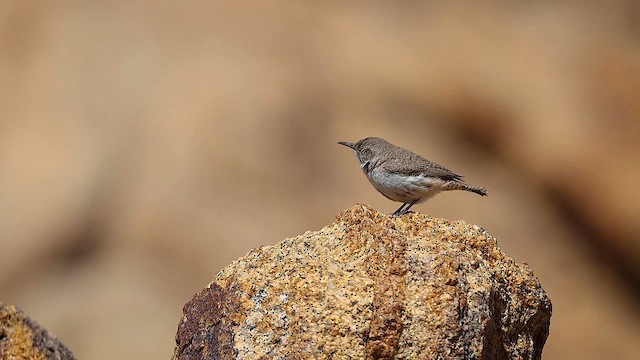 Rock Wren - ML617931677