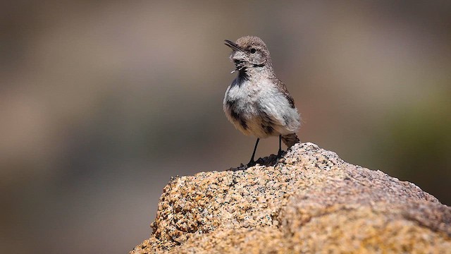 Rock Wren - ML617931680