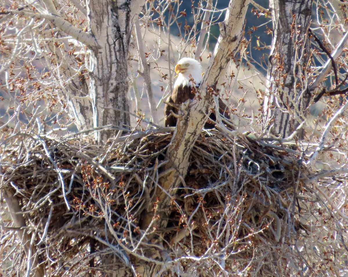 Bald Eagle - ML617931693