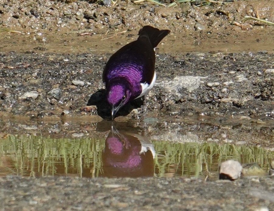 Violet-backed Starling - Steve Kornfeld