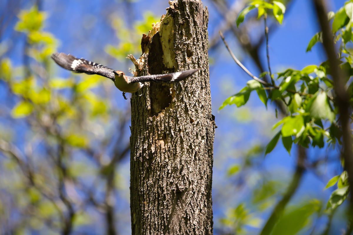 Red-bellied Woodpecker - Theodore Brown