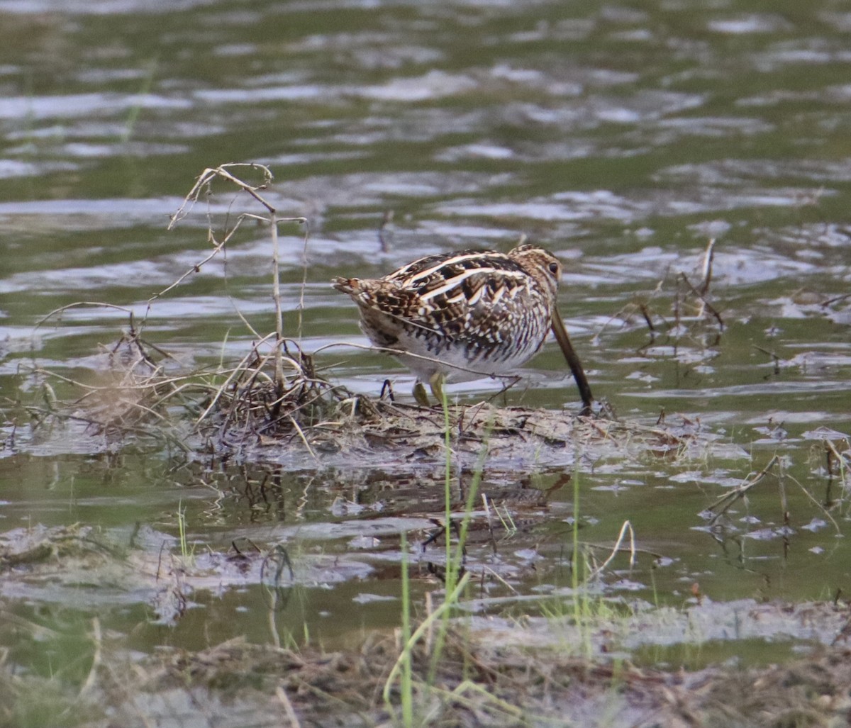 Wilson's Snipe - ML617931712