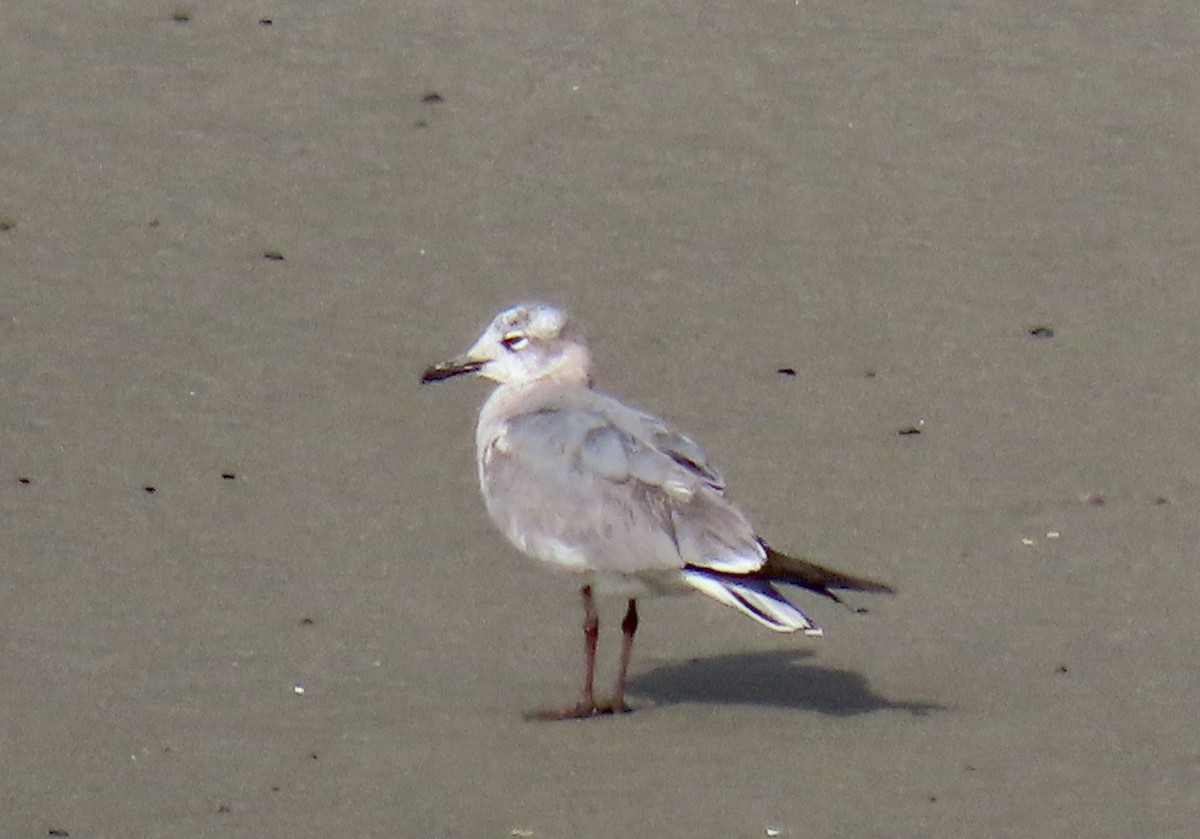 Gaviota Guanaguanare - ML617931723