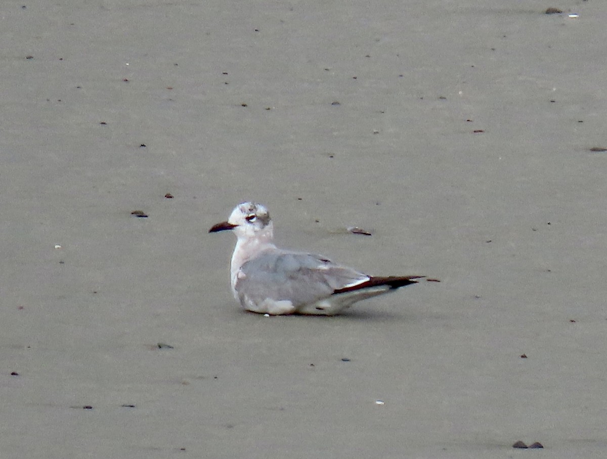 Mouette atricille - ML617931724