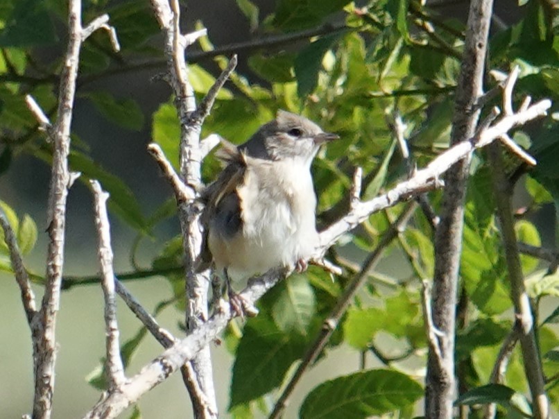 Garden Warbler - ML617931729