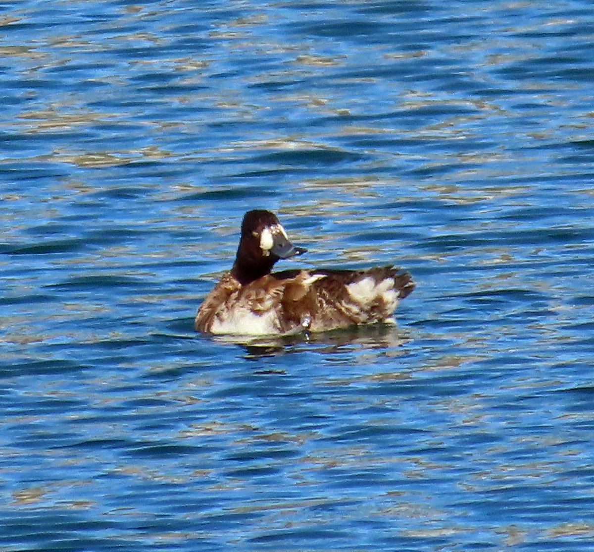 Lesser Scaup - ML617931756