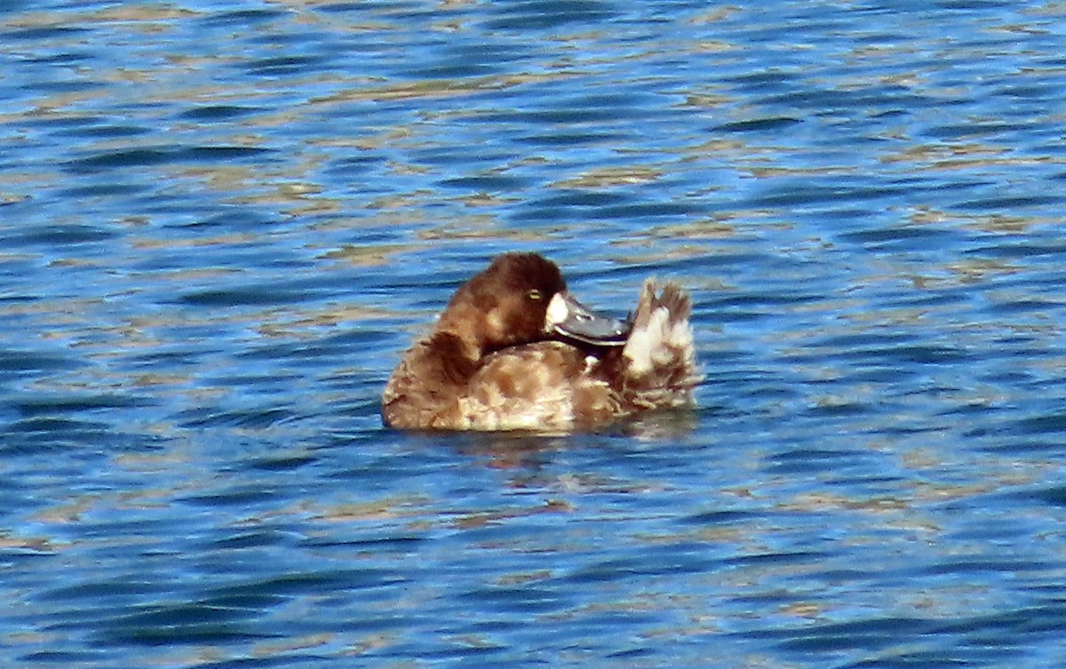 Lesser Scaup - ML617931757