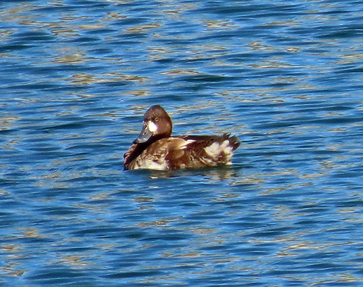 Lesser Scaup - ML617931759